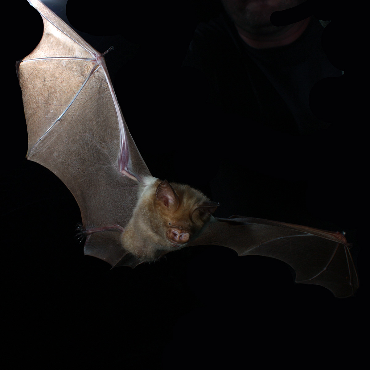 Большой листонос (Hipposideros diadema) Фото №7