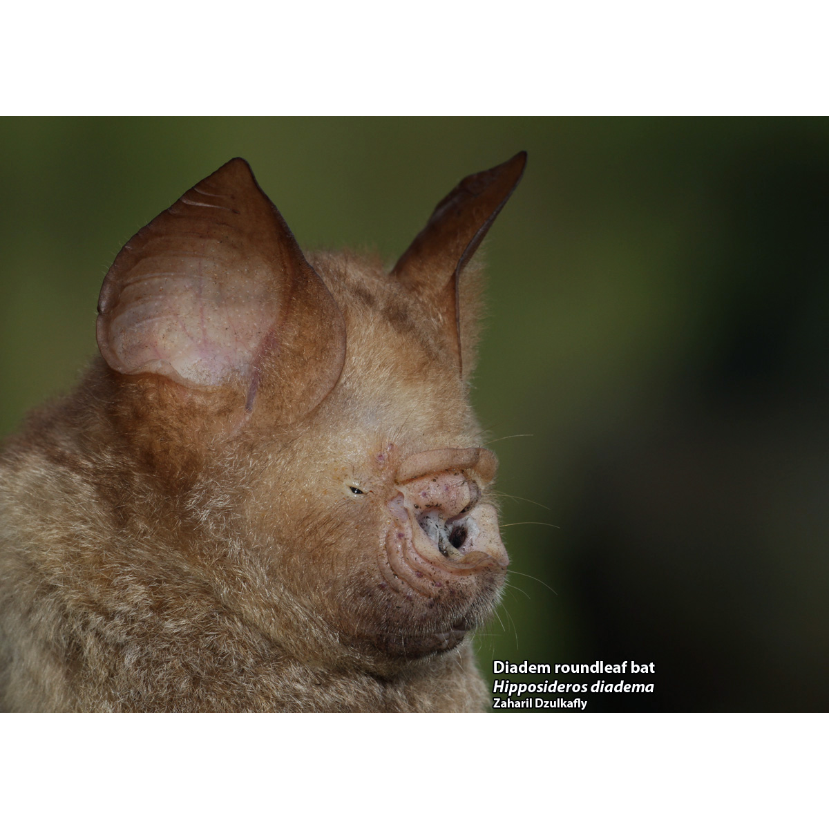 Большой листонос (Hipposideros diadema) Фото №9