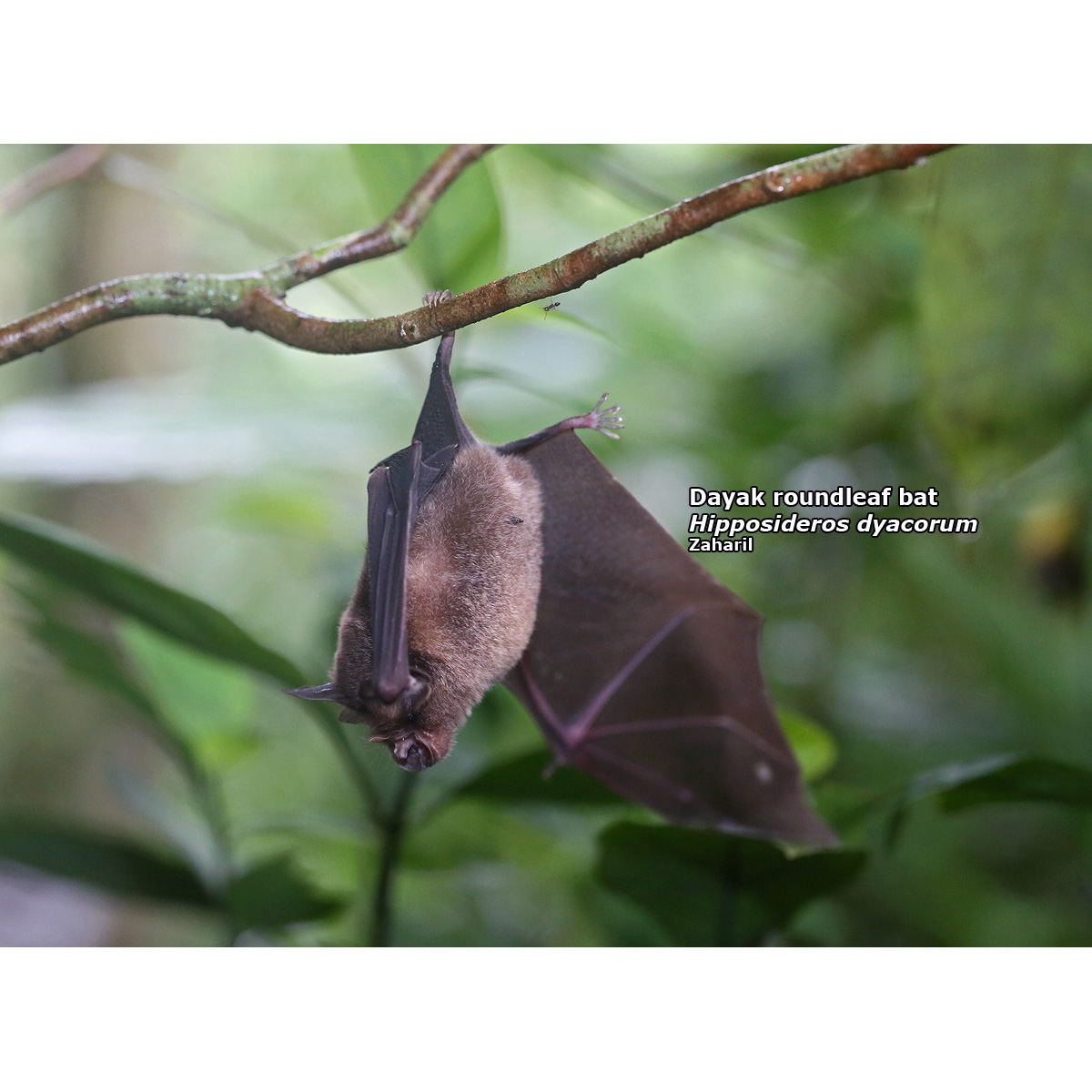 Даякский листонос (Hipposideros dyacorum) Фото №2