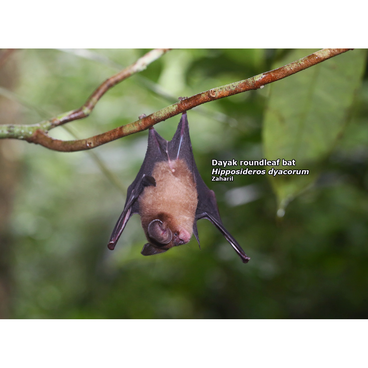 Даякский листонос (Hipposideros dyacorum) Фото №3