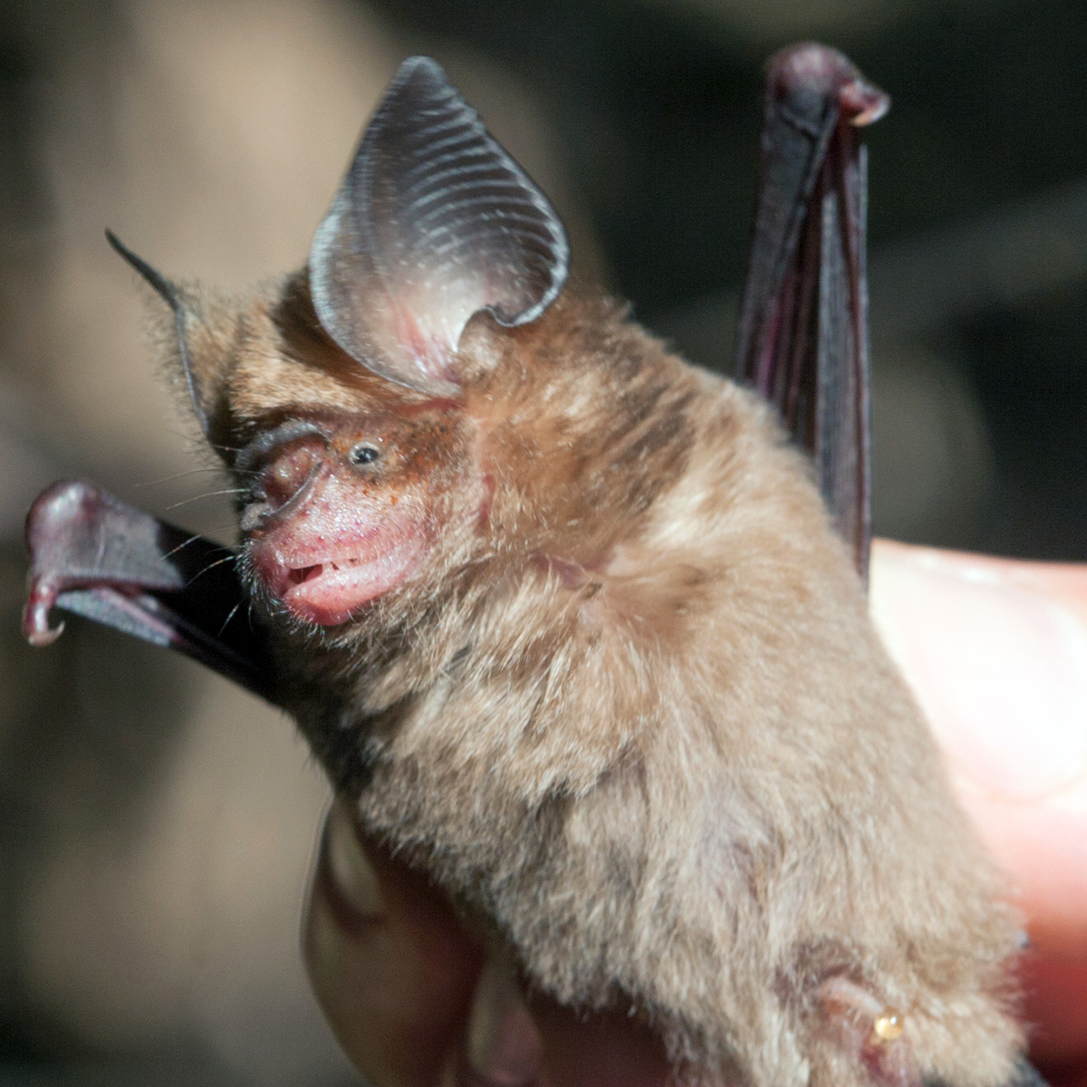 Даякский листонос (Hipposideros dyacorum) Фото №5