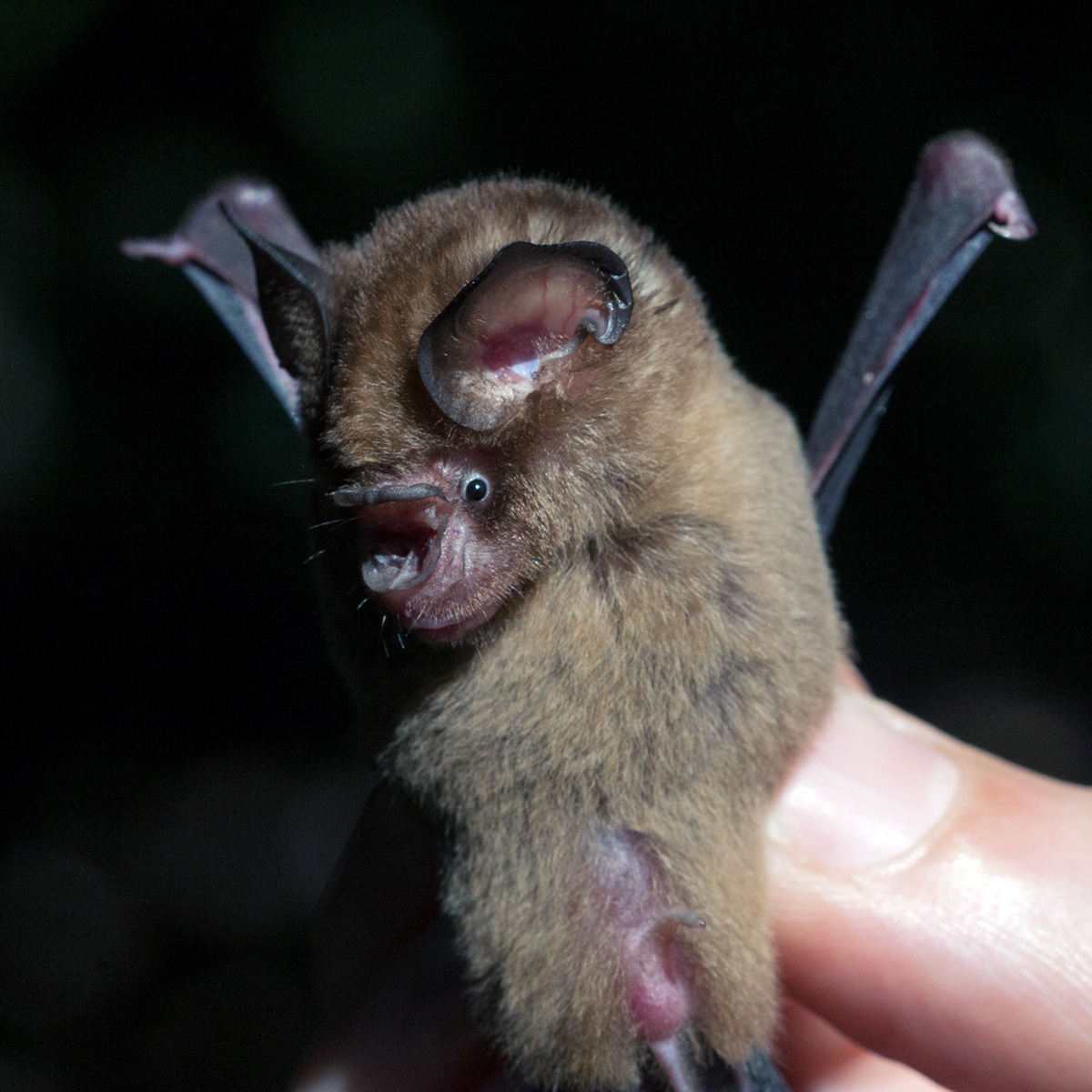 Даякский листонос (Hipposideros dyacorum) Фото №6