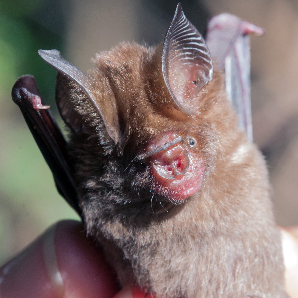 Даякский листонос (Hipposideros dyacorum) Фото №7