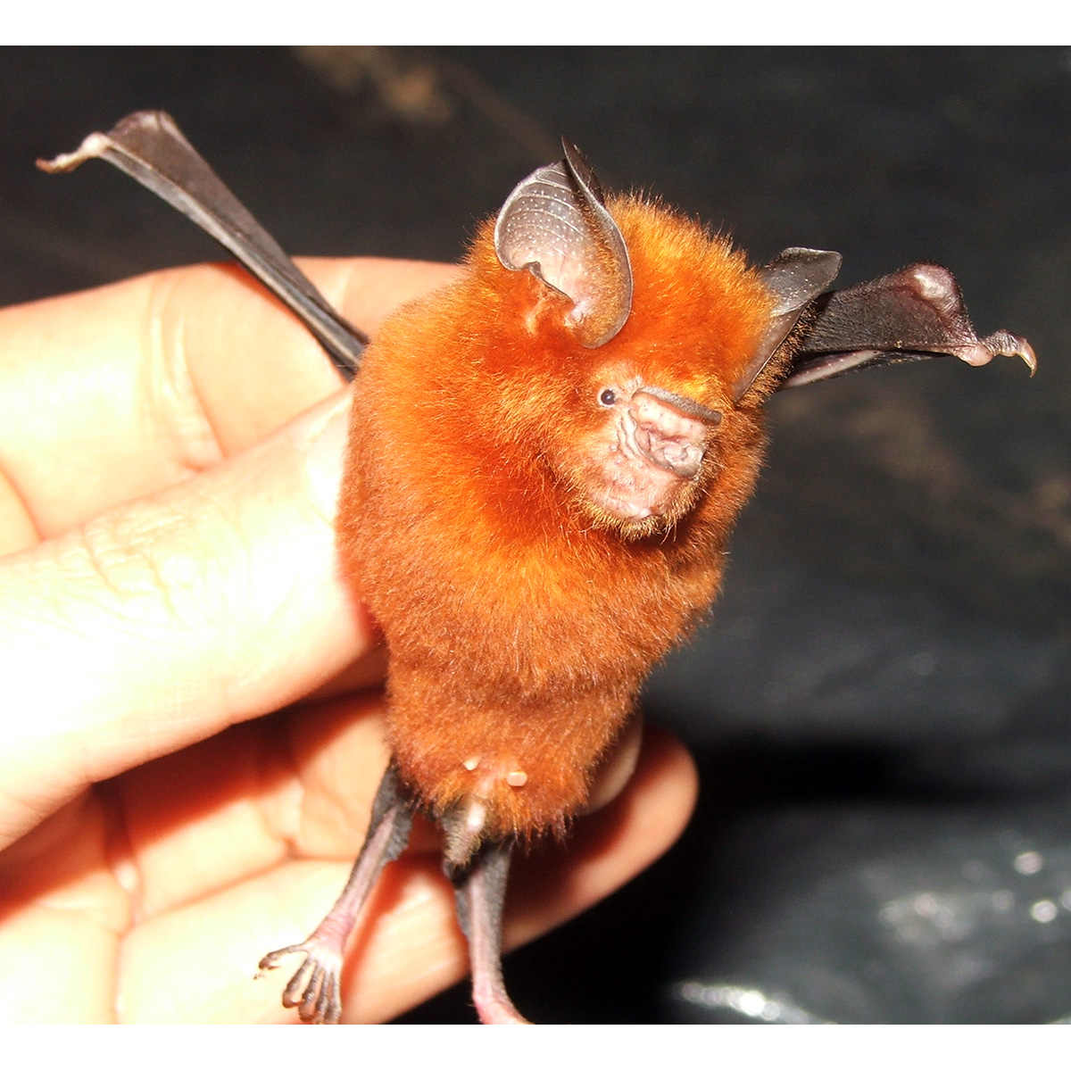 Тёмный подковогуб (Hipposideros fuliginosus) Фото №2