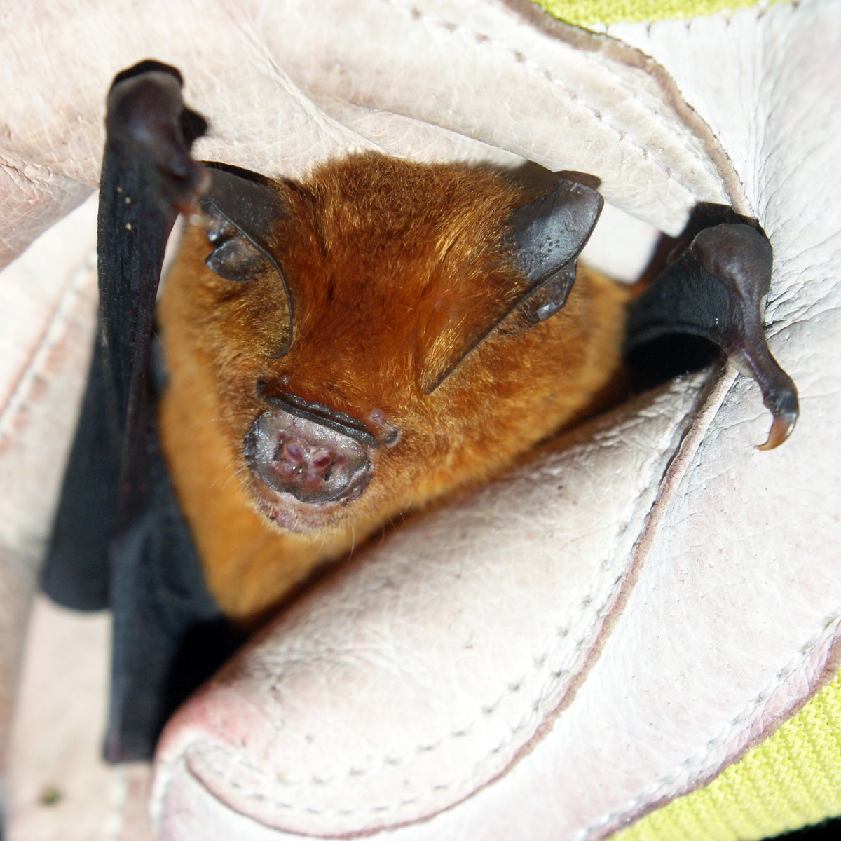 Тёмный подковогуб (Hipposideros fuliginosus) Фото №3