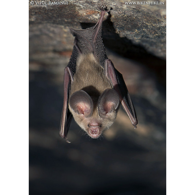 Бурый подковогуб (Hipposideros fulvus) Фото №2