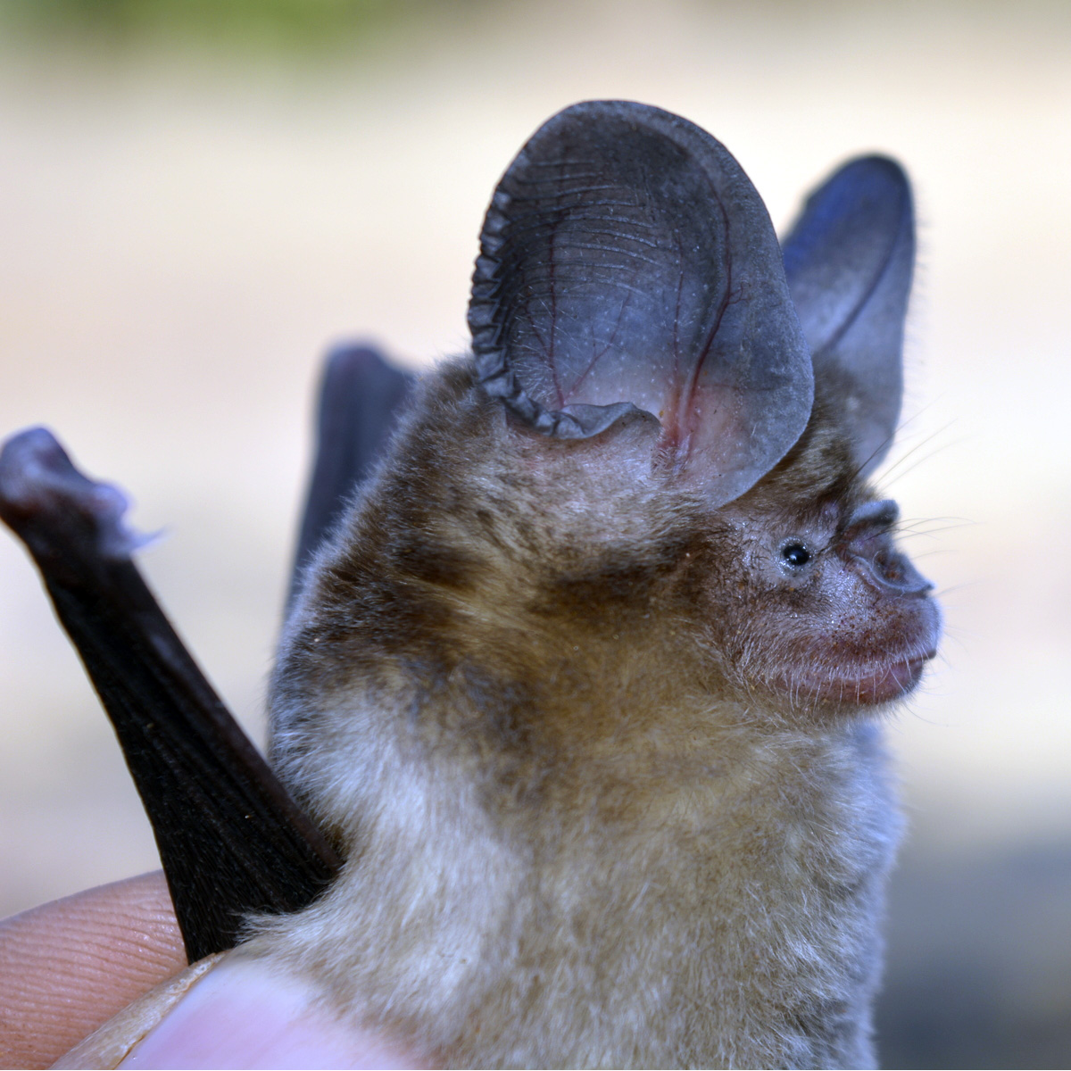 Бурый подковогуб (Hipposideros fulvus) Фото №5