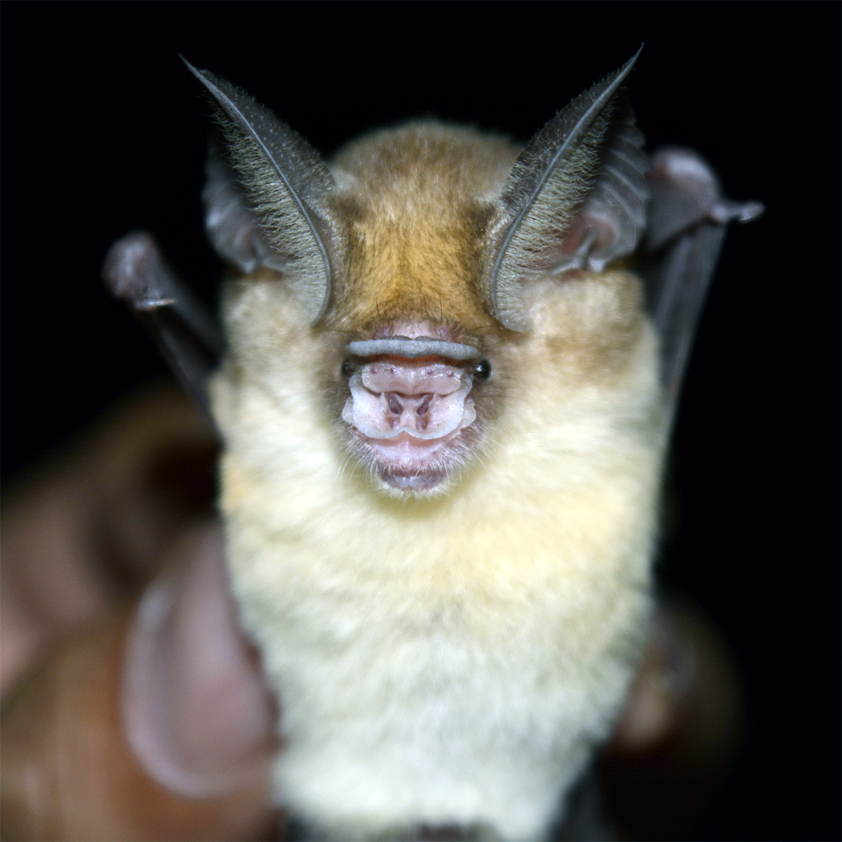 Бурый подковогуб (Hipposideros fulvus) Фото №6