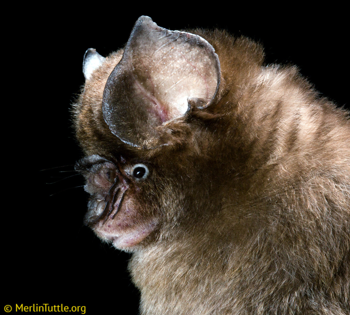 Хохлатый листонос (Hipposideros galeritus) Фото №10