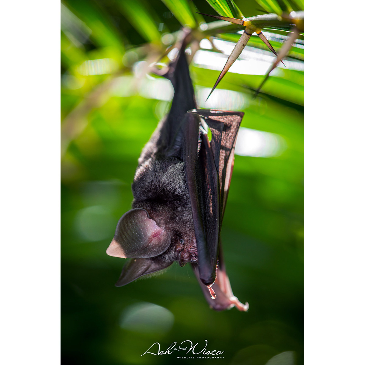 Хохлатый листонос (Hipposideros galeritus) Фото №3