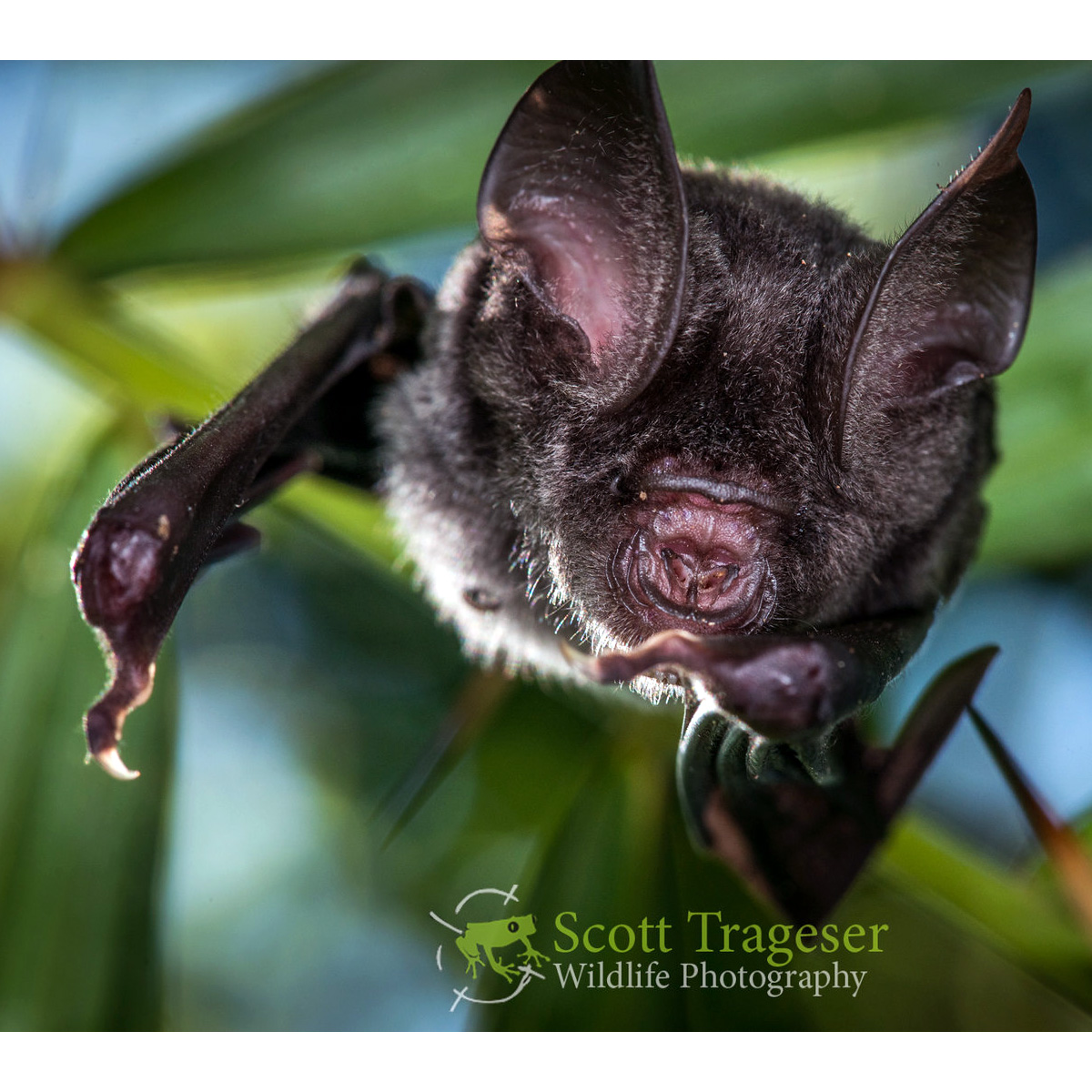 Хохлатый листонос (Hipposideros galeritus) Фото №6