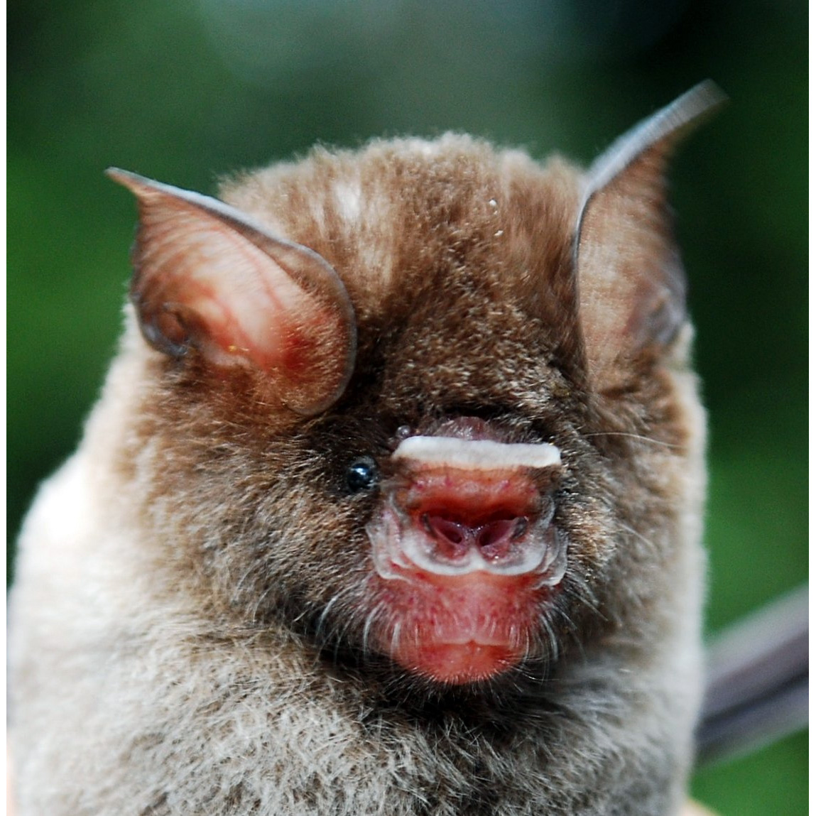 Хохлатый листонос (Hipposideros galeritus) Фото №9