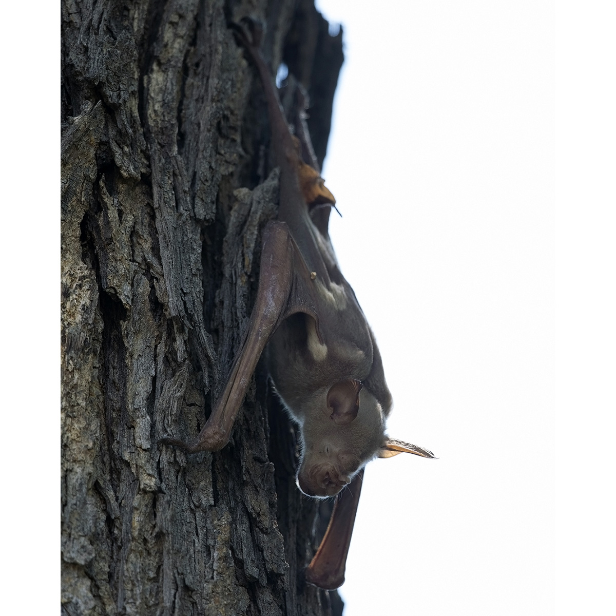 Гигантский листонос (Hipposideros gigas) Фото №3