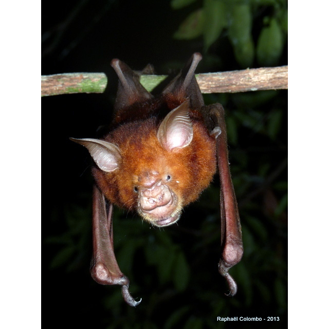 Гигантский листонос (Hipposideros gigas) Фото №8