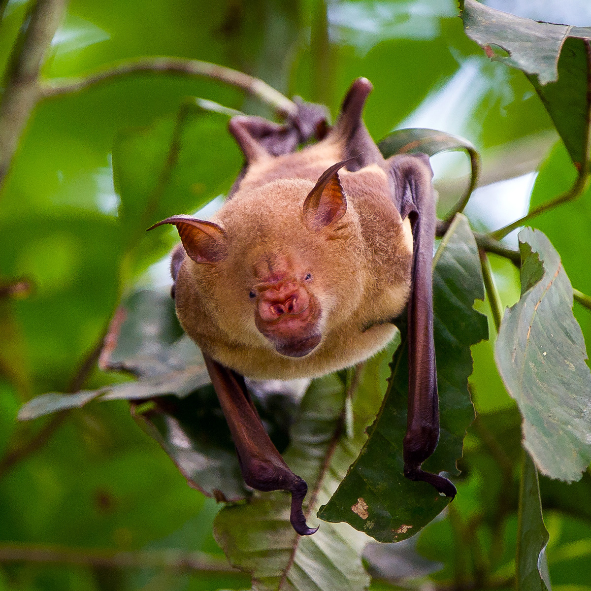 Гигантский листонос (Hipposideros gigas) Фото №9