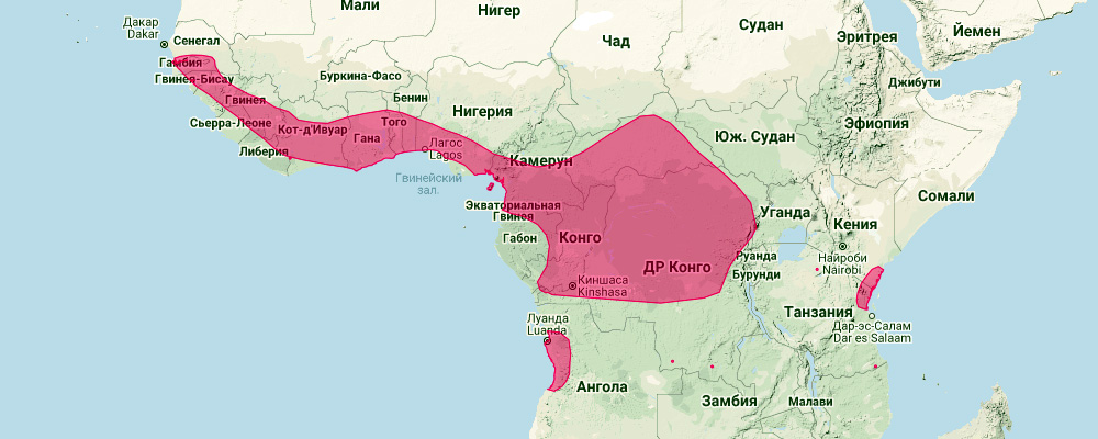 Гигантский листонос (Hipposideros gigas) Ареал обитания на карте