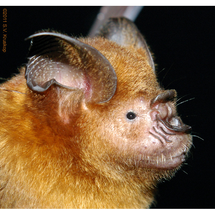 Grand Leaf Nosed Bat (Hipposideros grandis) Фото №10