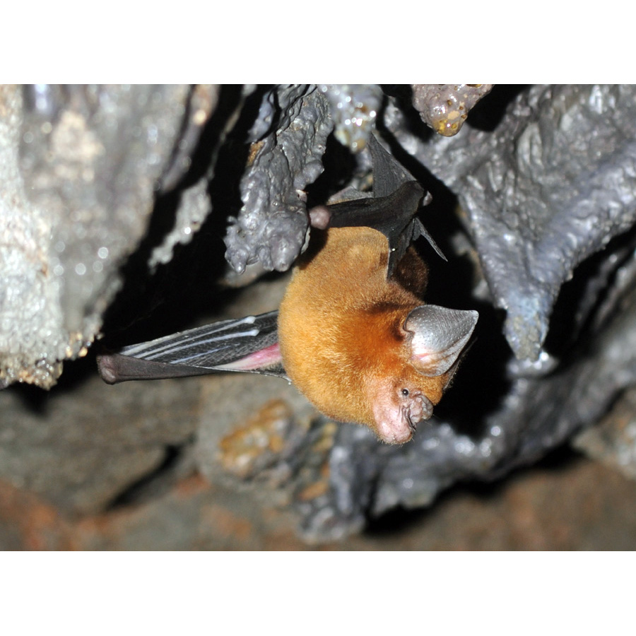 Grand Leaf Nosed Bat (Hipposideros grandis) Фото №4