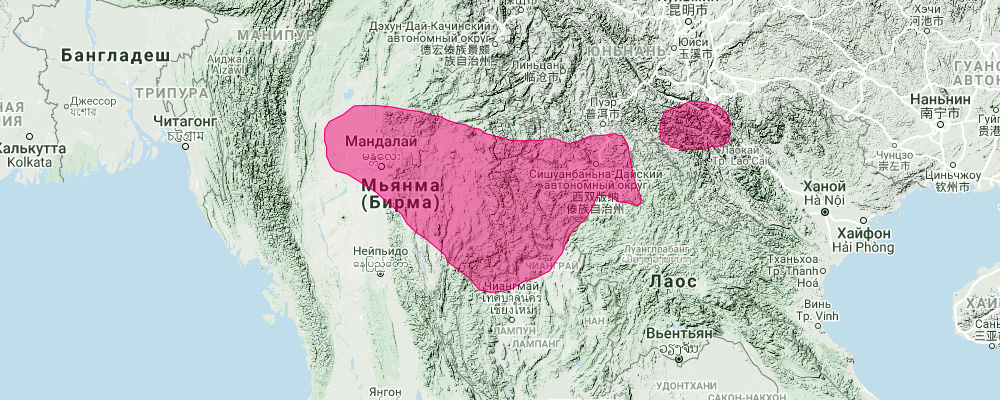 Grand Leaf Nosed Bat (Hipposideros grandis) Ареал обитания на карте