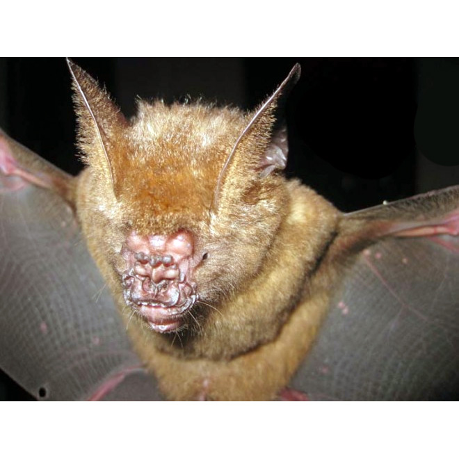 Griffin's Leaf Nosed Bat (Hipposideros griffini) Фото №2