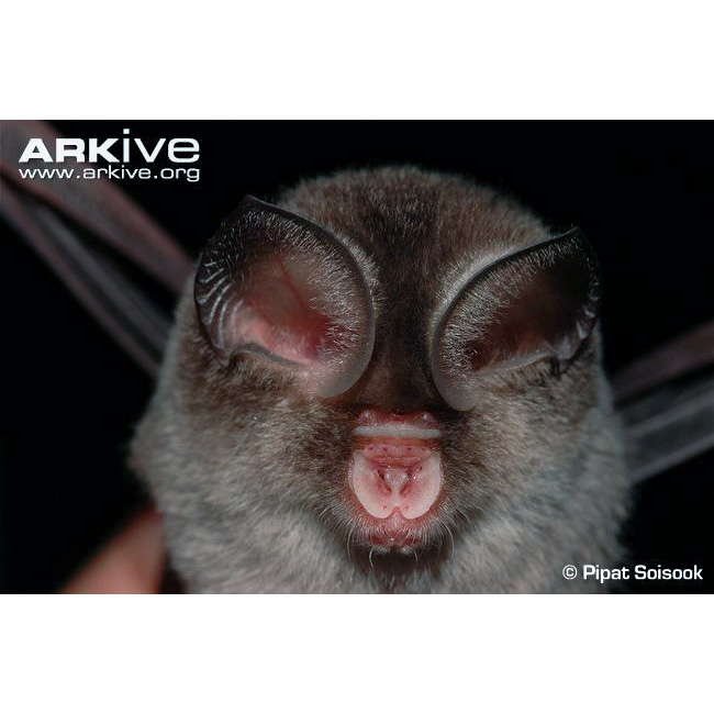 Таиландский листонос (Hipposideros halophyllus) Фото №2