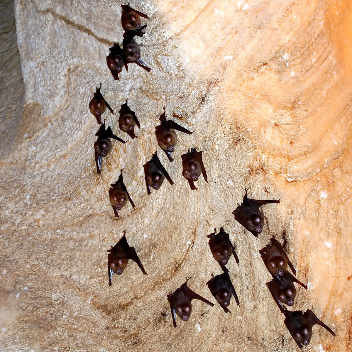 Таиландский листонос (Hipposideros halophyllus) Фото №3