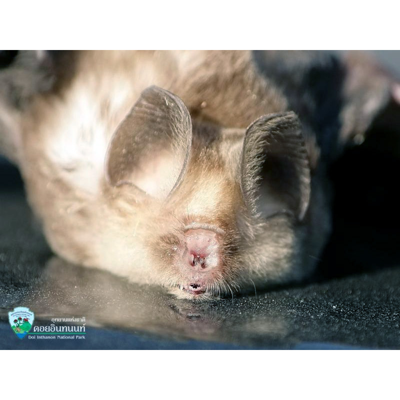 Таиландский листонос (Hipposideros halophyllus) Фото №4