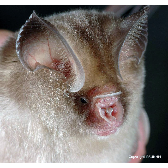 Таиландский листонос (Hipposideros halophyllus) Фото №5