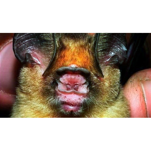 Kolar Leaf Nosed Bat (Hipposideros hypophyllus) Фото №2