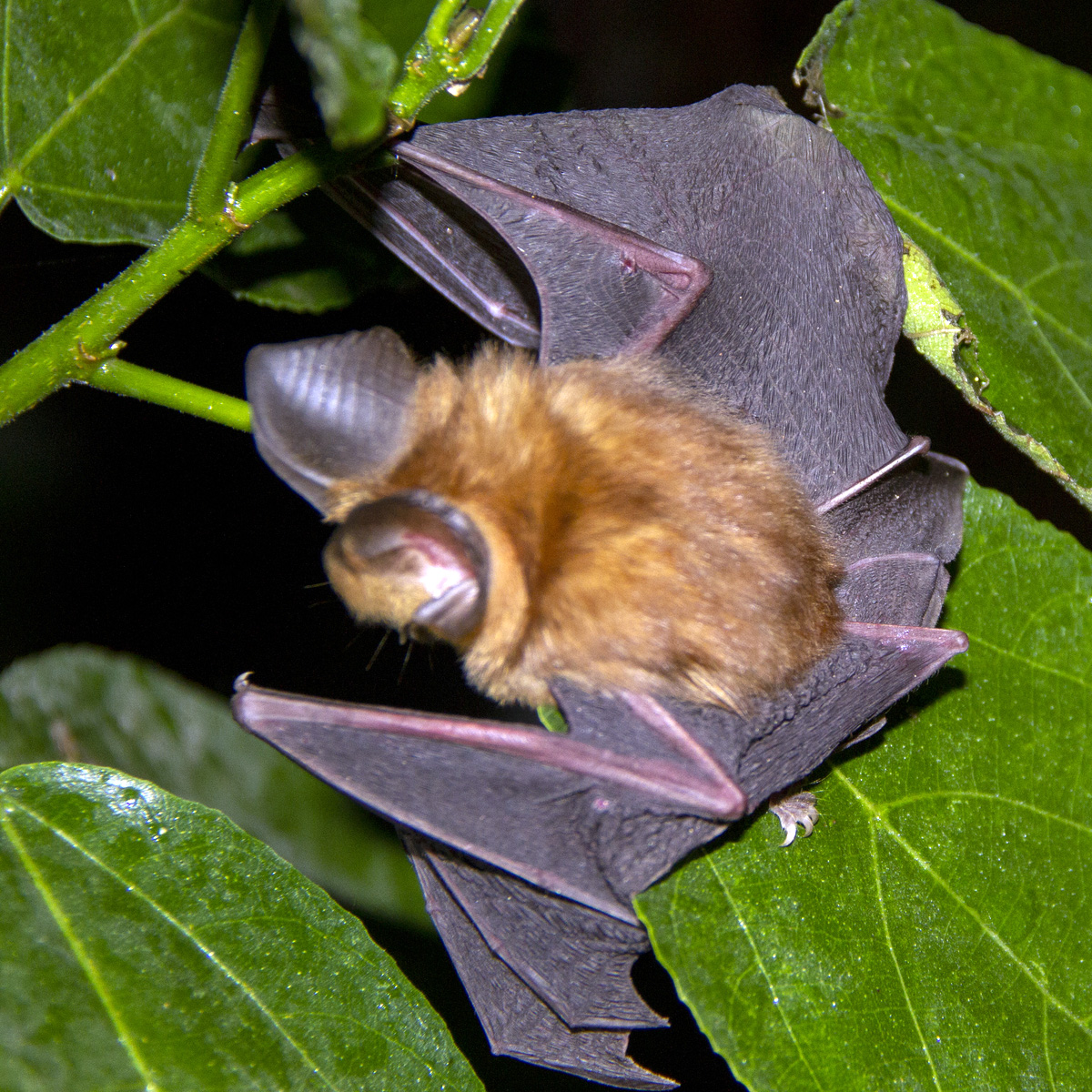 Листонос Джонса (Hipposideros jonesi) Фото №2