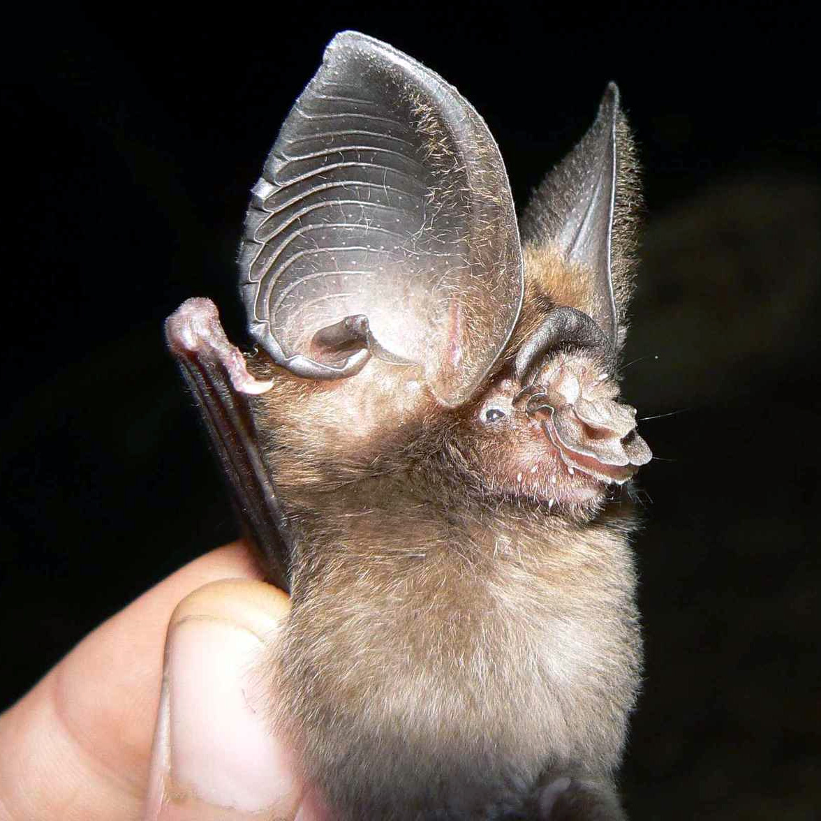 Листонос Джонса (Hipposideros jonesi) Фото №3