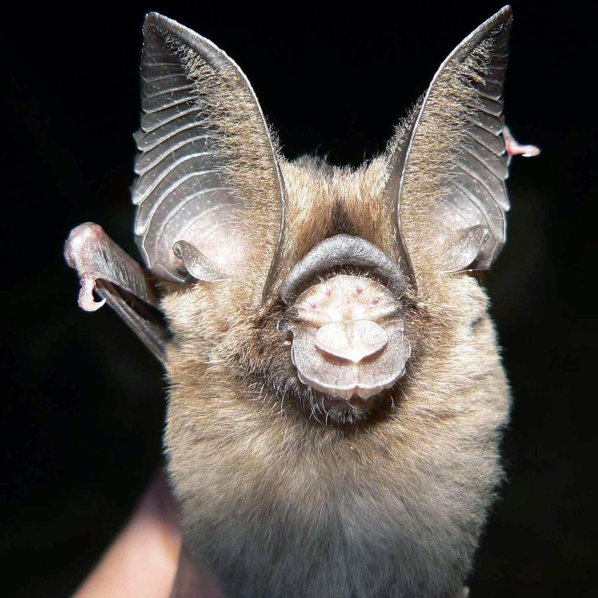 Листонос Джонса (Hipposideros jonesi) Фото №5