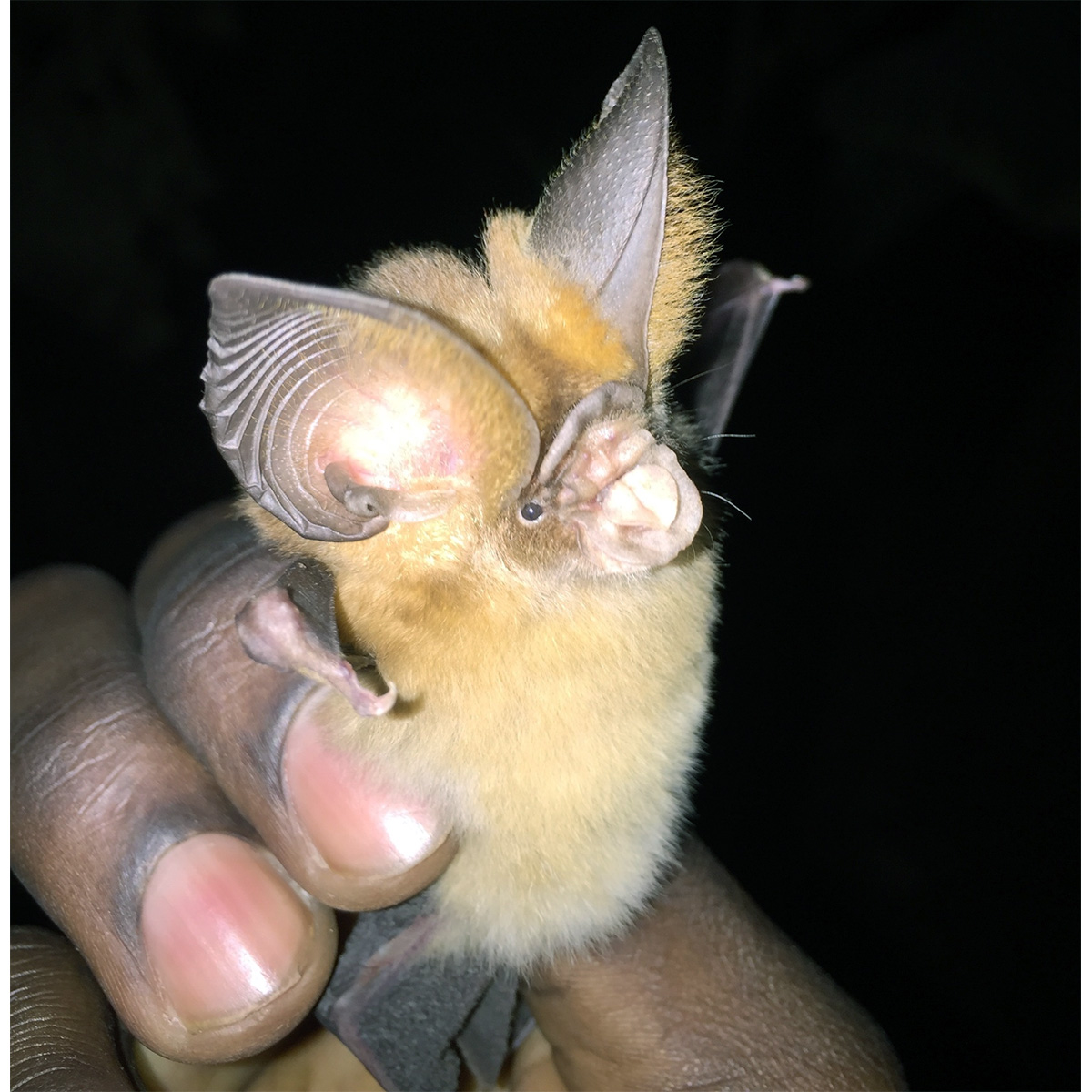 Листонос Джонса (Hipposideros jonesi) Фото №6