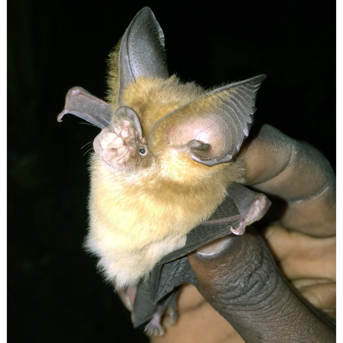 Листонос Джонса (Hipposideros jonesi) Фото №7