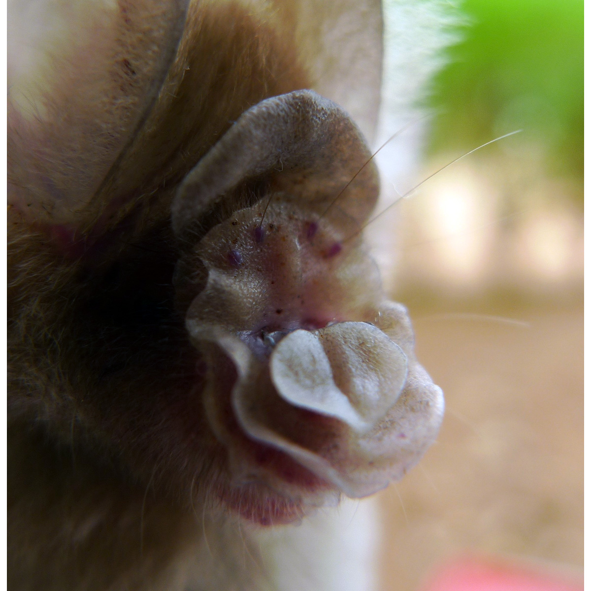 Листонос Джонса (Hipposideros jonesi) Фото №9