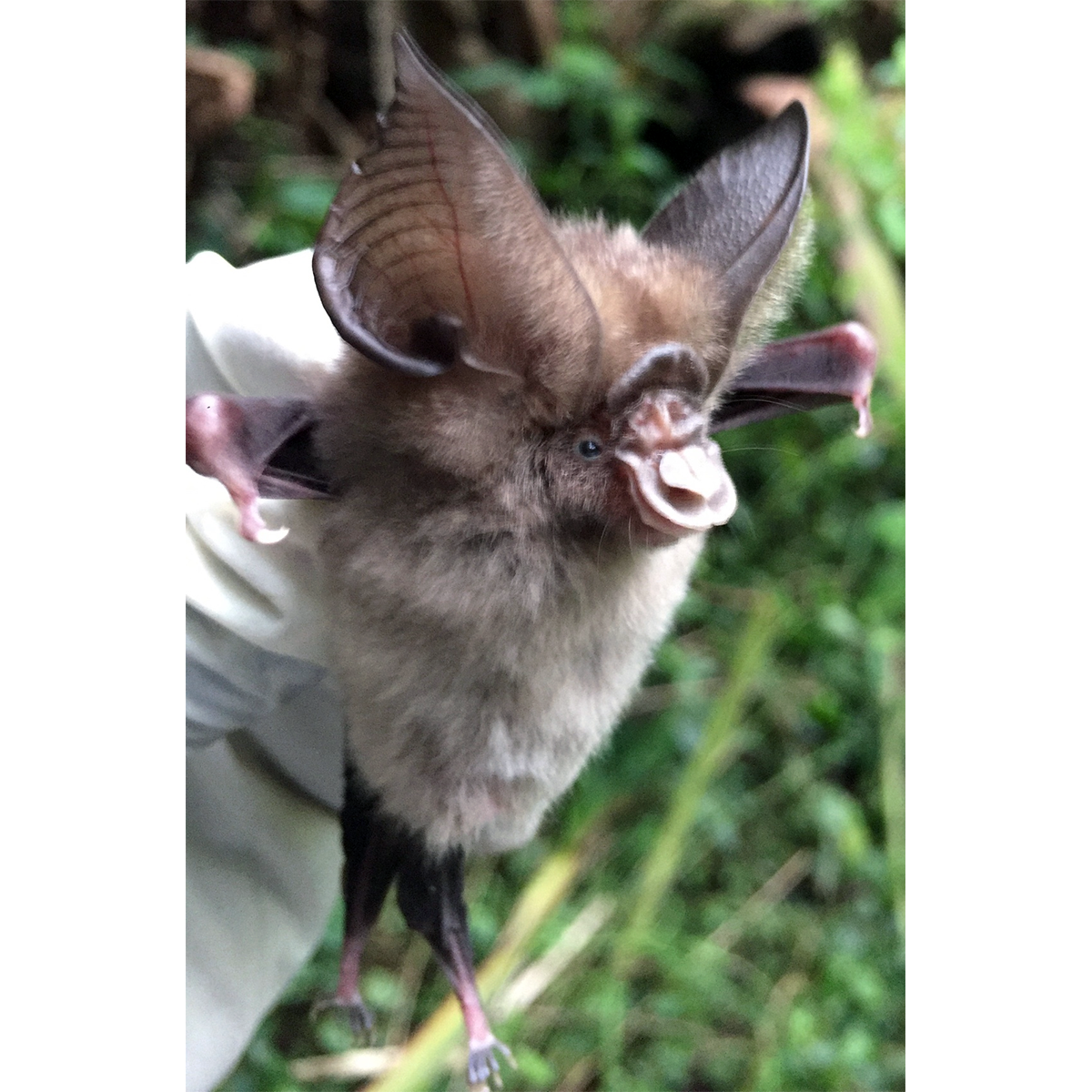 Листонос Джонса (Hipposideros jonesi) Фото №1