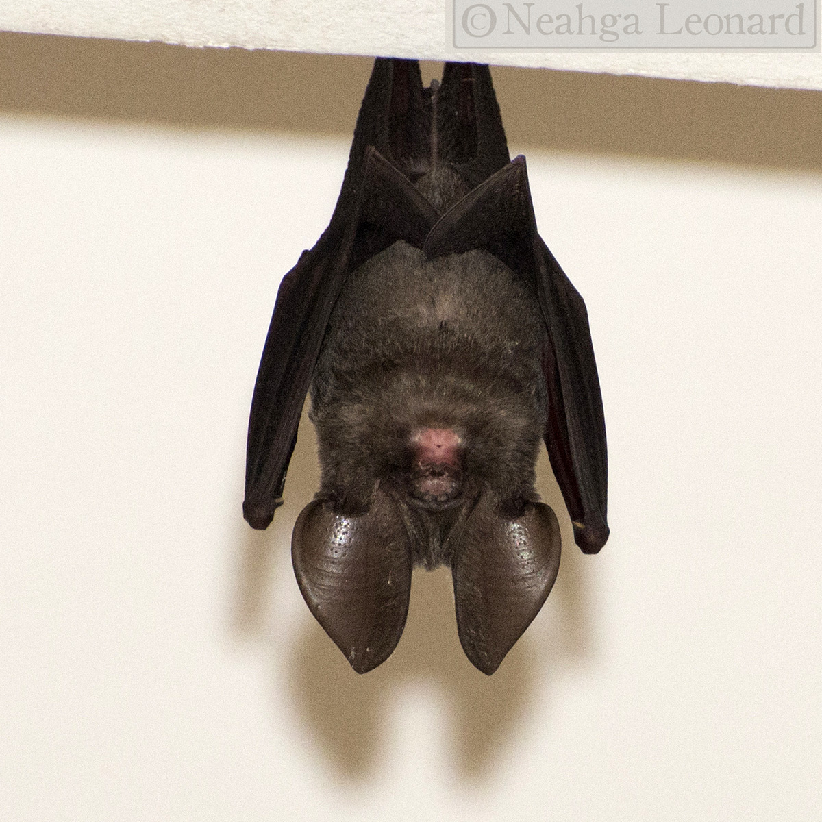 Phou Khao Khouay Leaf Nosed Bat (Hipposideros khaokhouayensis) Фото №3
