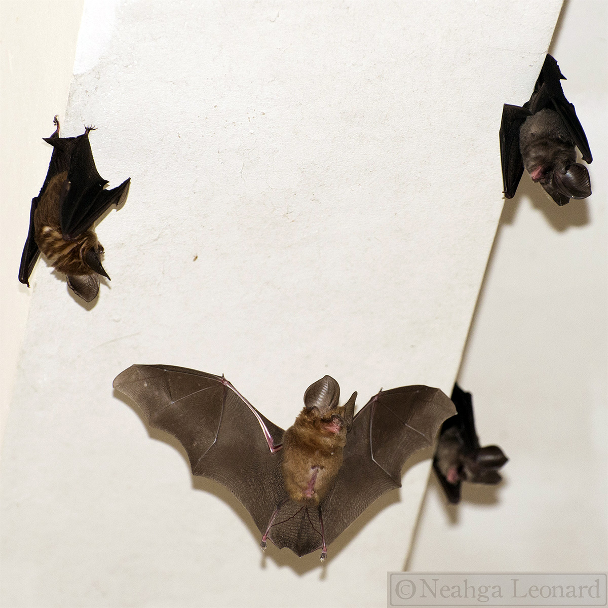 Phou Khao Khouay Leaf Nosed Bat (Hipposideros khaokhouayensis) Фото №4