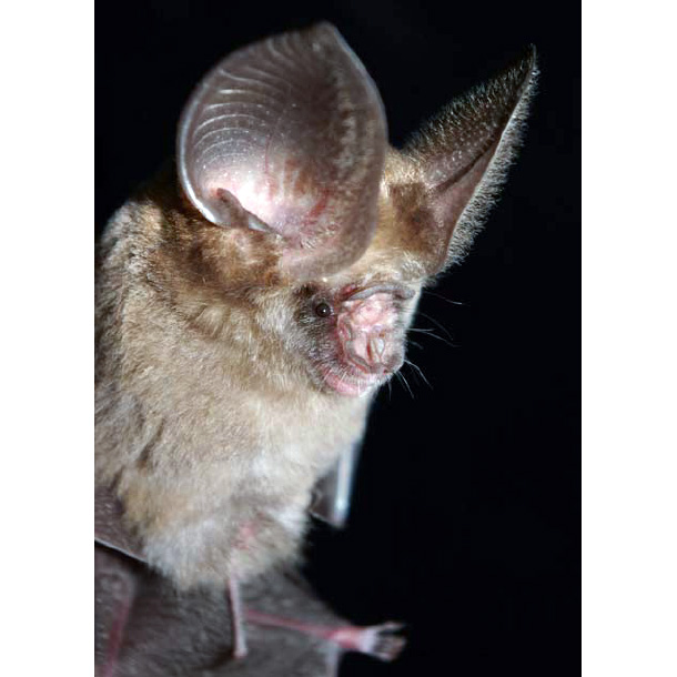 Phou Khao Khouay Leaf Nosed Bat (Hipposideros khaokhouayensis) Фото №5