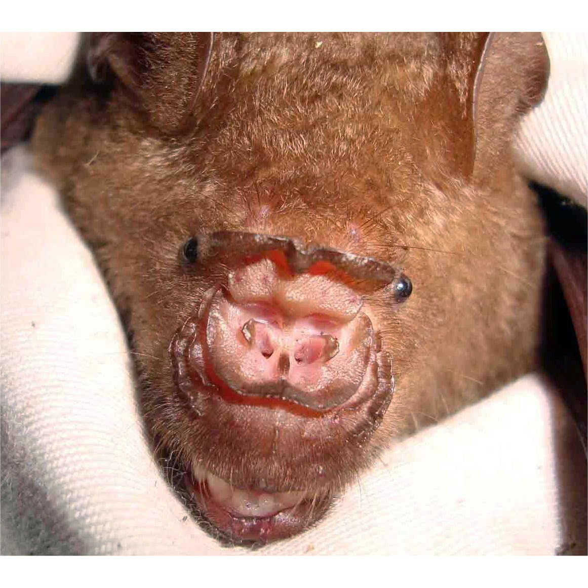 Цейлонский листонос (Hipposideros lankadiva) Фото №10