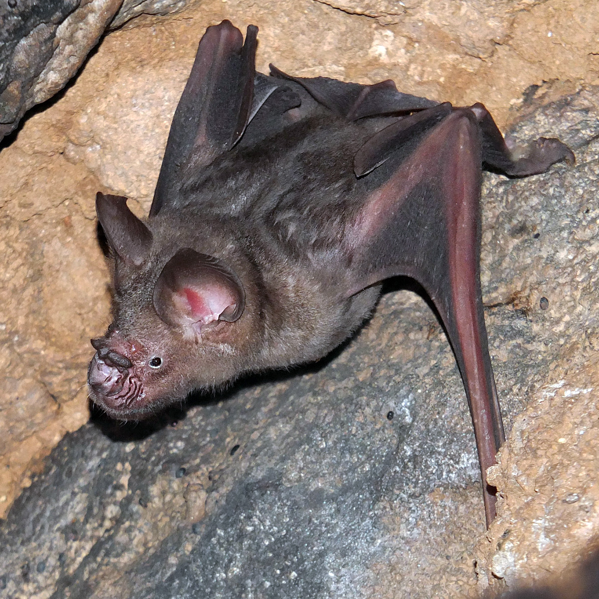 Цейлонский листонос (Hipposideros lankadiva) Фото №2