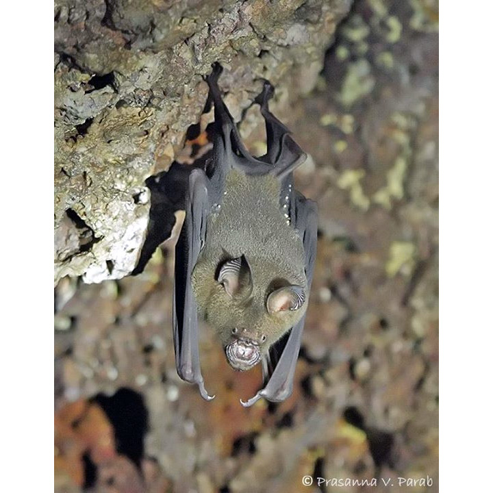 Цейлонский листонос (Hipposideros lankadiva) Фото №4