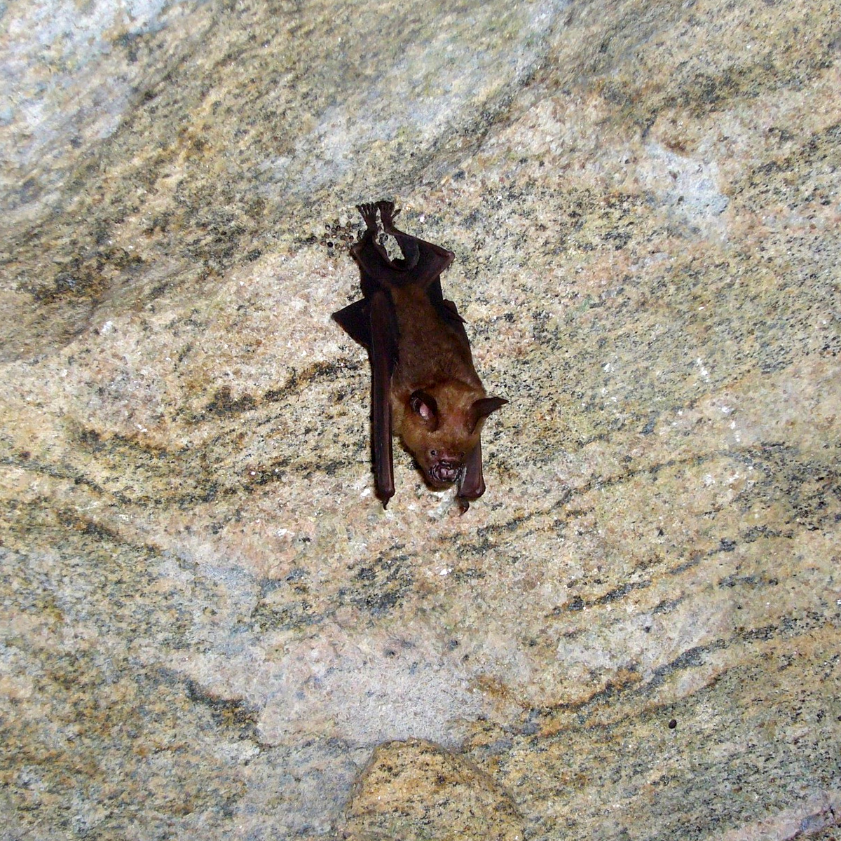 Цейлонский листонос (Hipposideros lankadiva) Фото №5