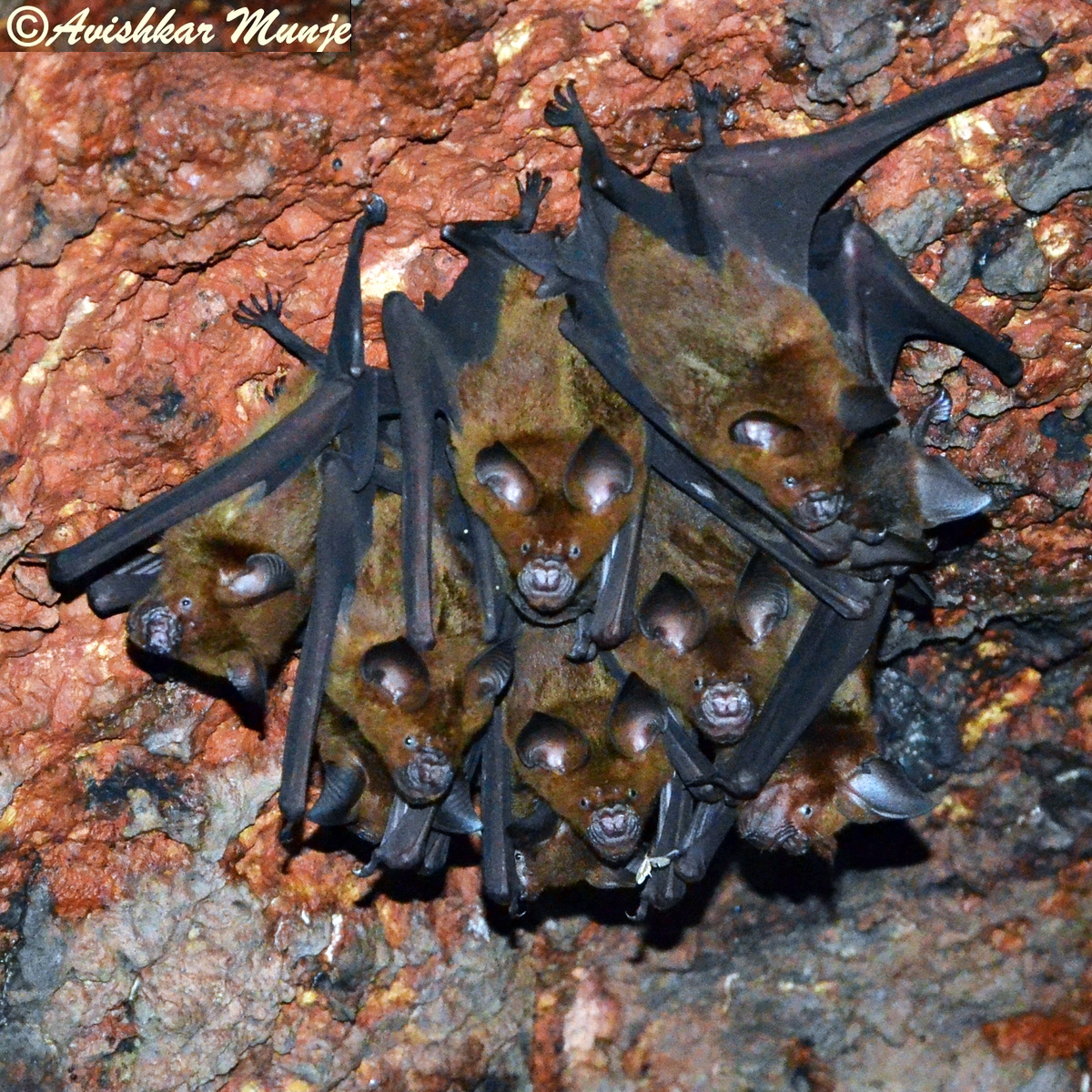 Цейлонский листонос (Hipposideros lankadiva) Фото №6