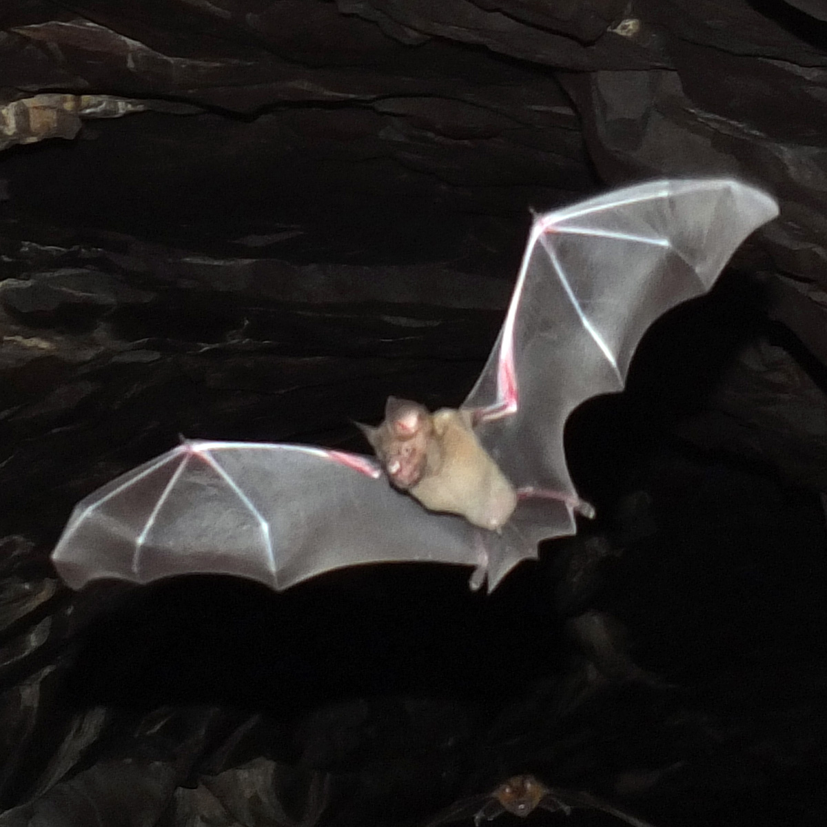 Цейлонский листонос (Hipposideros lankadiva) Фото №7