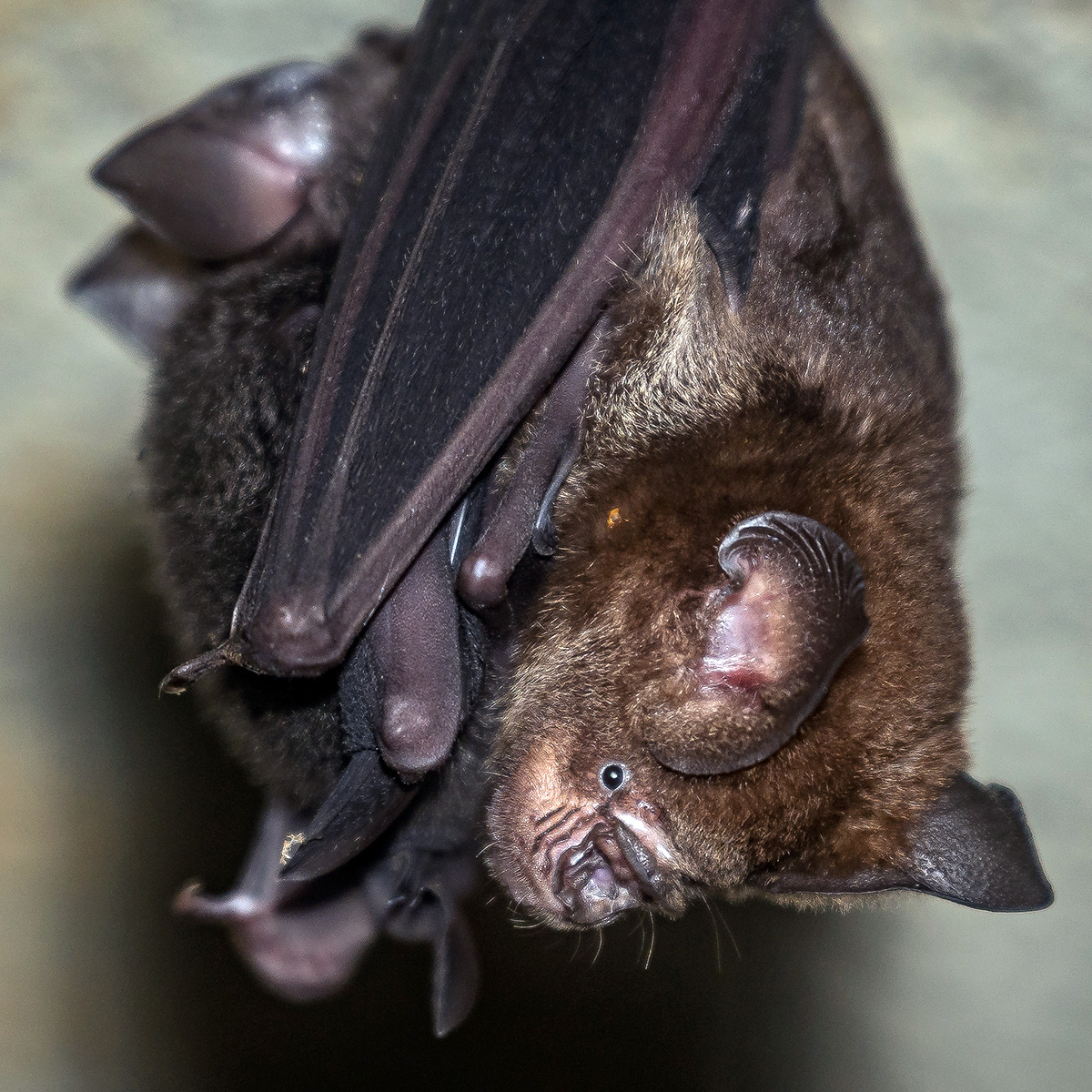 Цейлонский листонос (Hipposideros lankadiva) Фото №8