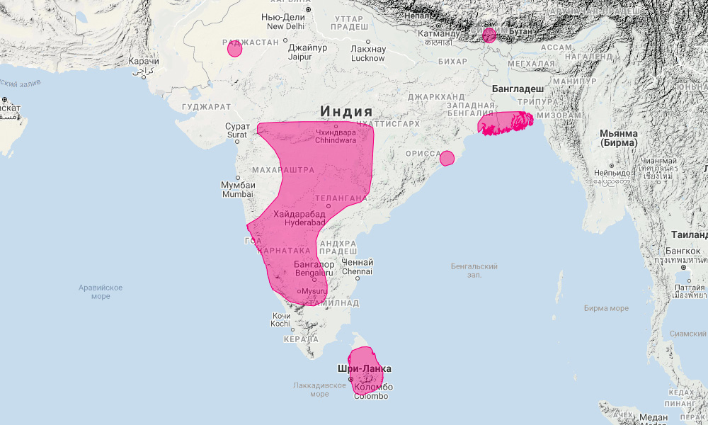Цейлонский листонос (Hipposideros lankadiva) Ареал обитания на карте
