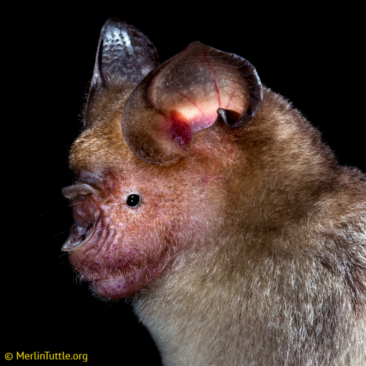 Обыкновенный листонос (Hipposideros larvatus) Фото №10