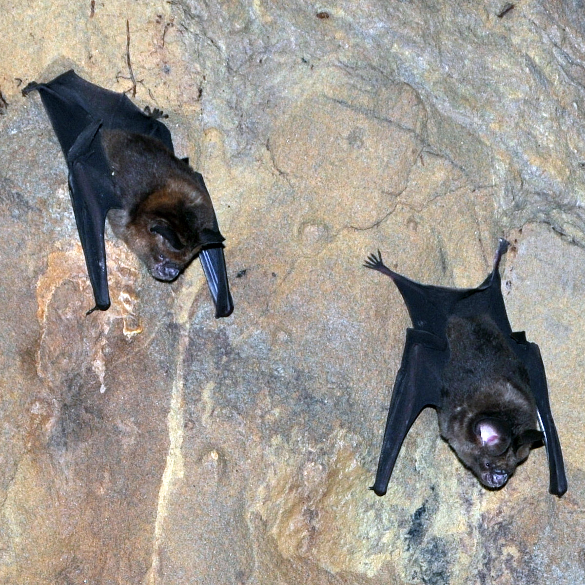 Обыкновенный листонос (Hipposideros larvatus) Фото №2