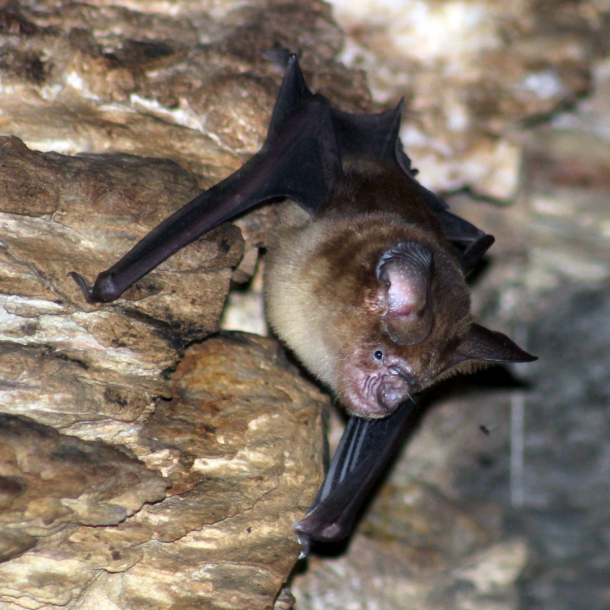 Обыкновенный листонос (Hipposideros larvatus) Фото №3